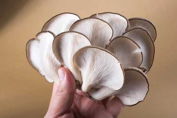 stock image Oyster mushroom or Pleurotus ostreatus as easily cultivated mushroom