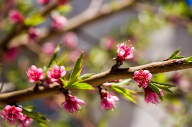 Arka plan olarak güzel taze çiçekler