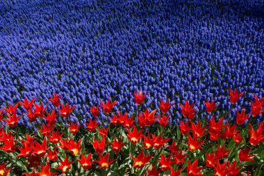 Renkli bir arkaplan olarak açan bahar çiçekleri