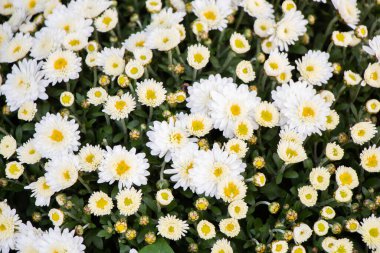 Çiçekçide bahar çiçekleri açıyor.