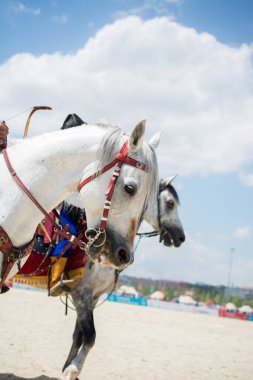 Koyu renk palomino at portresi. Uzun yeleli at kafası.