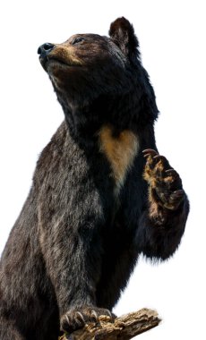 Beyaz arka planda vahşi yaşam hayvanı