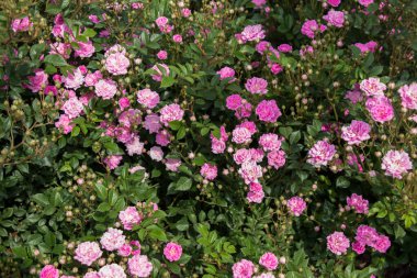 Bahçenin arka planında çiçek açan güzel renkli güller.