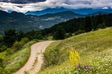 Artvin Dağlık Bölgesi 'nde güzel, renkli, yabani çiçekler açıyor.