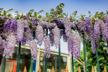 Çiçek açan güzel renkli taze doğal çiçekler.