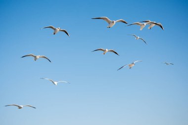 Martılar gökyüzünde uçuyor.