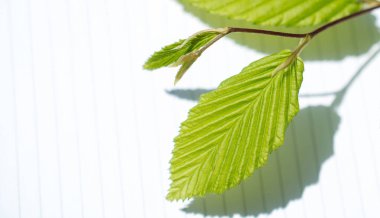 Eline bir defter sayfası bırakır