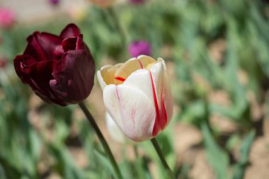 Bahar bahçesinde renkli lale çiçekleri açar.