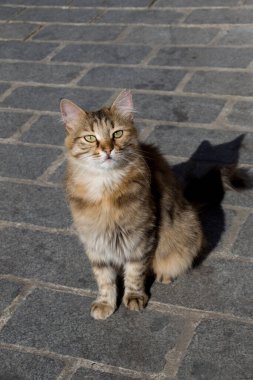 Sokak kedisi şehrin sokaklarında görüldü.