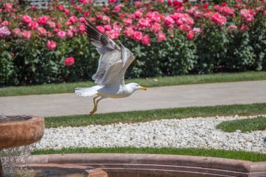 Martı parkta uçuyor.