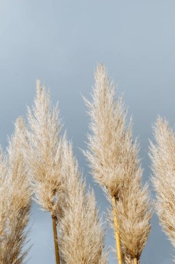 Cortaderia selloana, commonly known as pampas grass, in the view clipart