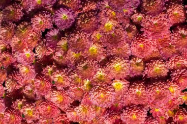 Arka plan olarak güzel taze çiçekler