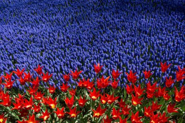 Renkli bir arkaplan olarak açan bahar çiçekleri