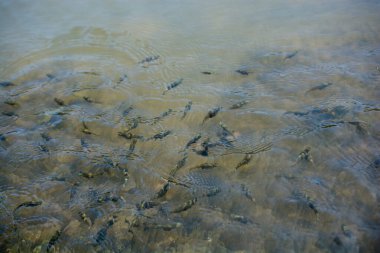 Güzel renkli balık gölde yüzmek