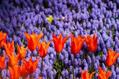 Bahar bahçesinde renkli lale çiçekleri açar.