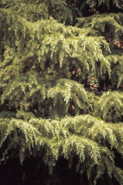 ormandaki yeşil Ladin