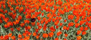 Çiçek arkaplanı olarak çiçek açan renkli lale çiçekleri