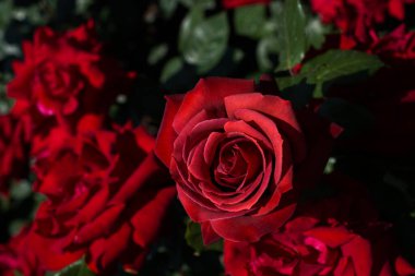 Bahçenin arka planında çiçek açan güzel renkli güller.