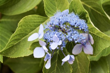 Güzel taze ortanca Çiçek Doğa arka planda