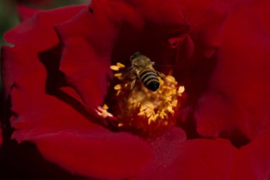 Arı güzel renkli bir çiçek poleniyle besleniyor.