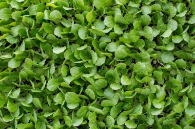 Yeşil yapraklar bir doğa arkaplan dokusu olarak