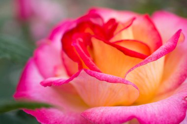 Pembe gül çiçeği, arka plan doğa