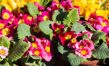 Arka plan olarak güzel taze çiçekler