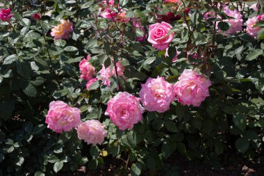 Bahçenin arka planında çiçek açan güzel renkli güller.