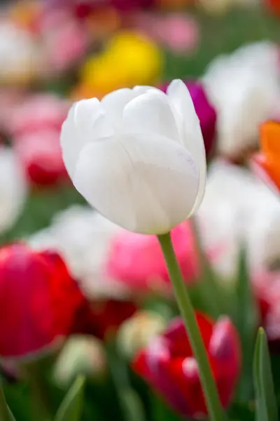 Flor Tulipán Colorido Excepcional Jardín Primavera —  Fotos de Stock