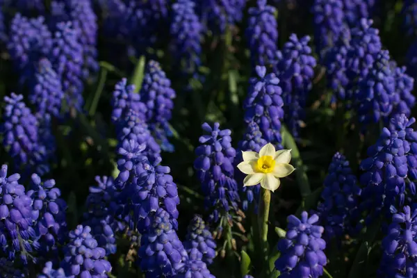 春天大自然中美丽多彩的野花 — 图库照片