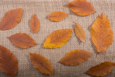 Kuru sonbahar yaprakları keten tuval üzerinde