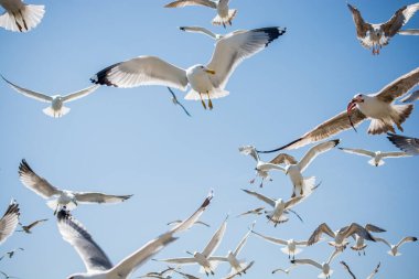 Gökyüzünde kayak yapan martı sürüsü