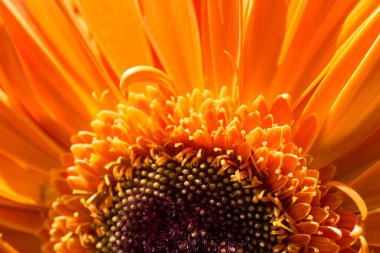 Makro manzaralı güzel renkli doğal bahar çiçekleri