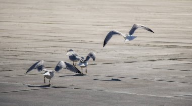 Martılar beton zeminde dinleniyorlar.
