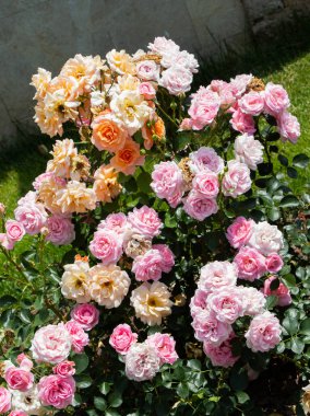 İstanbul 'da botanik parkında pembe ve turuncu güller sergileniyor