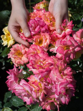 Elindeki güzel taze güller