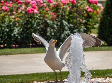 Gül bahçesindeki çeşmenin yanında martı