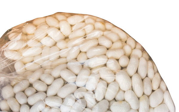 Lots of white silkworm cocoons in the view