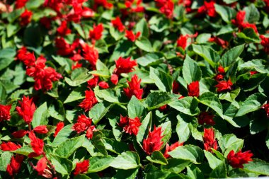 Doğada güzel taze çiçekler