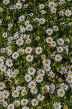 Arka plan olarak güzel papatya çiçekleri