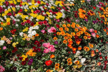 Çiçek arkaplanı olarak çiçek açan renkli lale çiçekleri