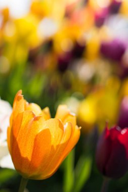 Bahar zamanı doğada içinde sarı renk laleler