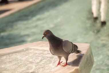 Şehir güvercini çeşmenin kenarında suyun kenarında
