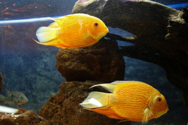 Akvaryum ortamında güzel renkli balıklar yüzer.