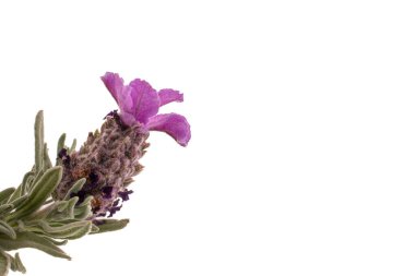 Mor çiçek beyaz bir arka plan