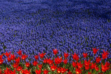 Renkli bir arkaplan olarak açan bahar çiçekleri