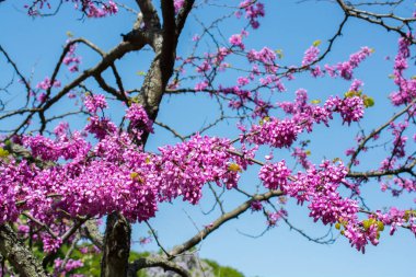 Renkli çiçekler baharda ağaçlarda açar.