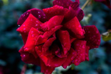 Yakından bakınca güzel taze güller.