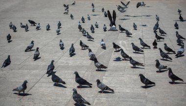 Güzel güvercin kuşları, şehir güvercinleri şehir ortamında yaşıyor.