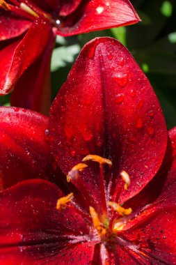 Çiçek açan güzel, taze zambak, mikro manzara.